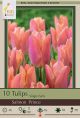 Tulip Salmon Prince 7 PK