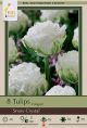 Tulip Snow Crystal 7PK
