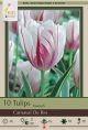 Tulip Carnaval De Rio 7PK