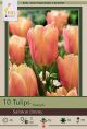 Tulip Salmon Jimmy 7PK