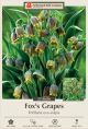 Fritillaria Uva-Vulpis 20PK