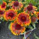 Blanket Flower Spintop Copper Sun