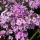 Phlox Candy Store Cotton Candy