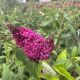 Butterfly Bush Funky Fuchsia