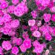 Dianthus Everbloom Watermelon Ice