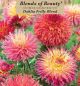 Dahlia Frilly Blend 3PK