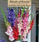 Gladiolus 4th of July 30PK