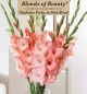 Gladiolus Pretty in Pink 30PK