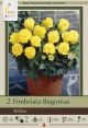 Begonia Fimbriata Yellow 2PK