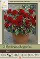 Begonia Fimbriata Red 2PK