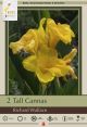 Canna Richard Wallace 2PK