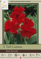 Canna Red Dazzler 2PK