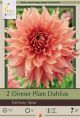 Dahlia DP Fairway Spur 2PK