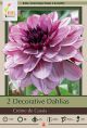 Dahlia Deco Crem De Cassis 2PK