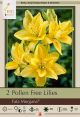 Lilium Fata Morgana 2PK