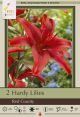 Lilium Red County 2PK