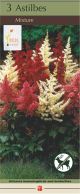 Astilbe Mix 3PK