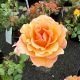 Rose Hybrid Tea Bronze Star