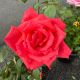 Rose Hybrid Tea Dolly Parton