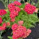 Yarrow Desert Eve Red