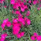 Dianthus Vivid Bright Light