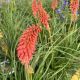 Red Hot Poker Redhot Popsicle