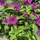 Bee Balm Electric Neon Purple