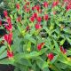 Spigelia Little Redhead