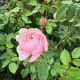 Rose DA The Alnwick Rose