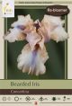 Iris Bearded Concertina