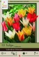 Tulip Valentines Mix 7PK