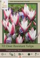 Tulip Peppermint Stick 15PK