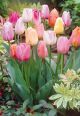 Tulip Easter Joy Mix 7PK
