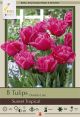 Tulip Sunset Tropical 7PK