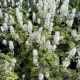 Foamflower Fingerpaint