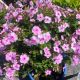 Phlox Uptown Girl