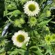 Coneflower Sunseekers White Perfection