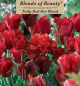 Tulip Hot Blend 12PK