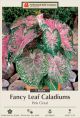 Caladium Pink Cloud 3PK