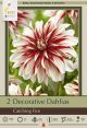 Dahlia Deco Catching Fire 2PK