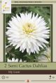 Dahlia My Love 2PK