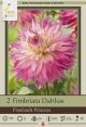 Dahlia Pinelands Princess 2PK