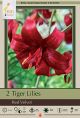 Lilium Red Velvet 2PK