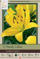 Lilium Golden Matrix 2PK