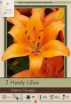 Lilium  Martrix Orange 2PK