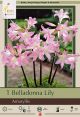 Amaryllis Belladonna 1PK