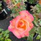 Rose Hybrid Tea Enchanted Peace