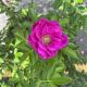 Rose Rugosa Purple Pavement