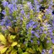 Ajuga Feathered Friends Fancy Finch