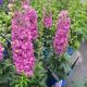 Delphinium Delgenius Chantay